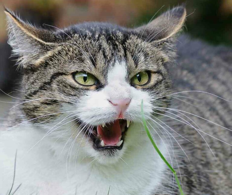 angry cat face understanding betrayal trauma